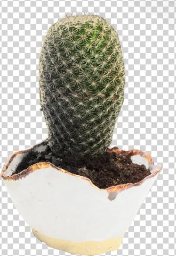 Cactus Transparent
