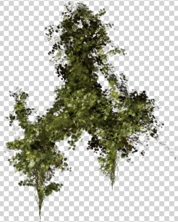 Green Leaves Png Images Free Download Pictures - Végétation Png