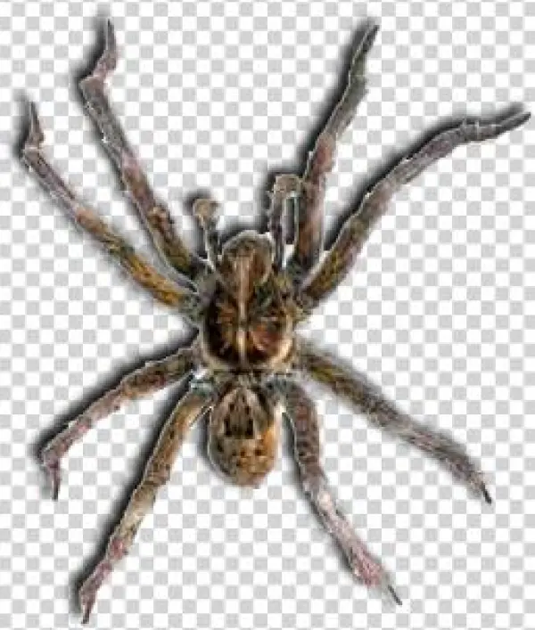 Lgebr Spider - Spider