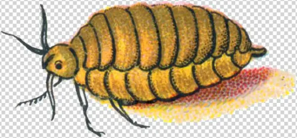 Orgyia Antiqua Female Caterpillar - Beetle