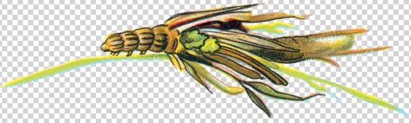 Psyche Unicolor Caterpillar - Canephora Hirsuta