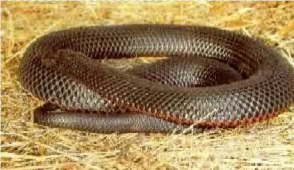 Red Bellied Black Snake - Common Kingsnake