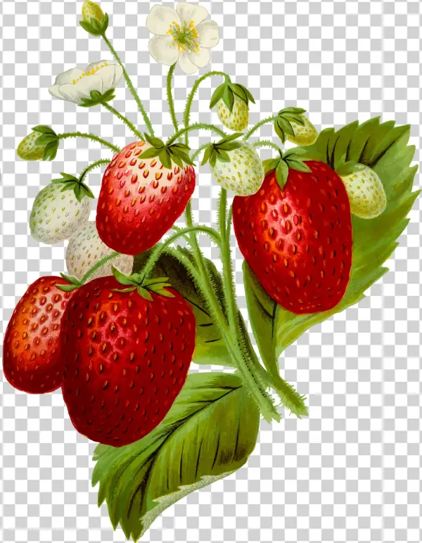 This Free Icons Png Design Of Strawberries 2