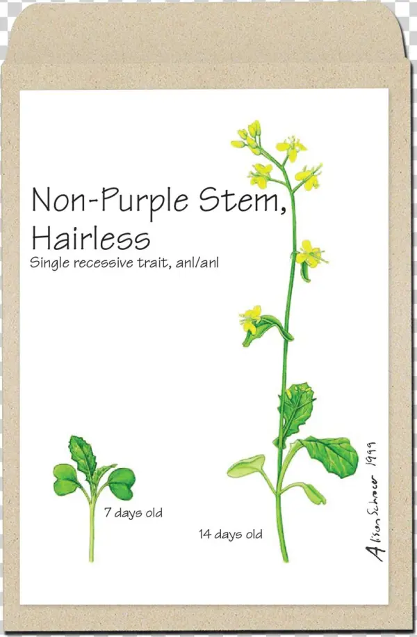 Varieties Of Fast Plants Seeds - Wisconsin Fast Plants Hairy