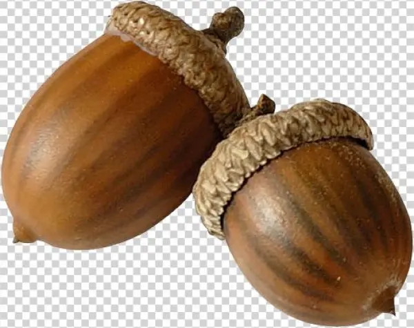 Желуди Пнг