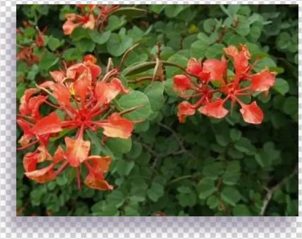 Bauhinia - Caesalpinia