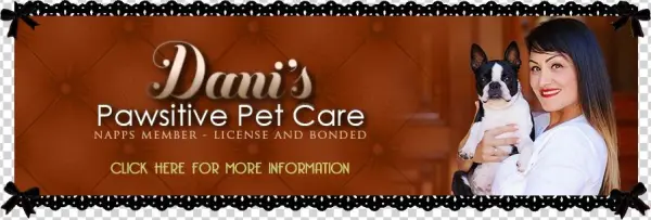 Boston Terrier Breeder In Northern California - California