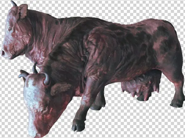 Brahmin - Brahmin Fo4