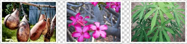 Campus Gardens - Flaschenkürbispflanze