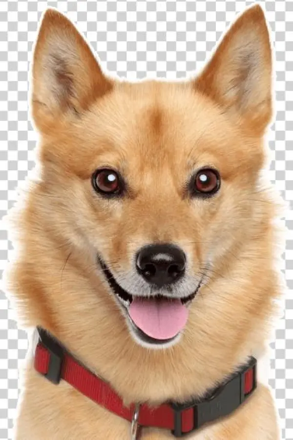 Finnish Spitz - Spitz Breed