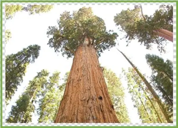 Major Oak - Sequoia National Park