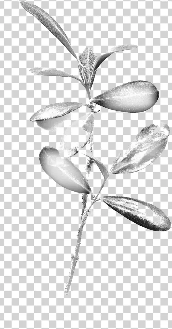 Olive Branch - Portable Network Graphics