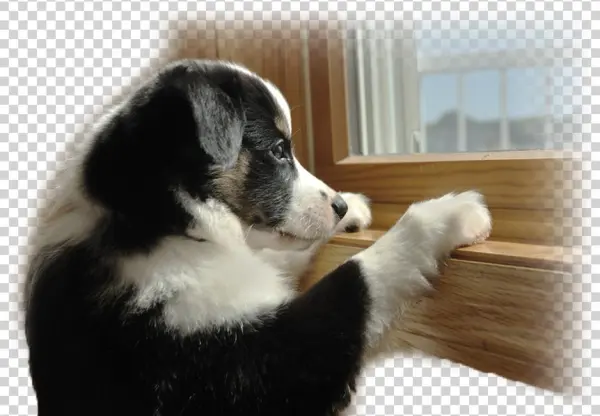 Out Of Town Pet Care - Leaving Dog