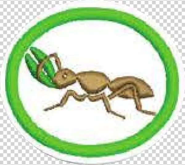 23, 30 September 2014 - Ant