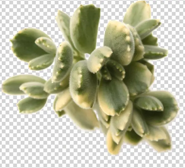 Cotyledon Tomentosa 'bear's Paw' Variegata - Cotyledon Tomentosa