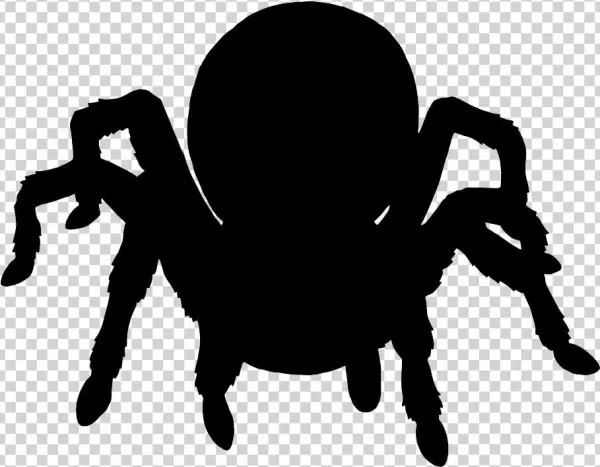 Mammoth A Camper Is Visited In The Night - Insect