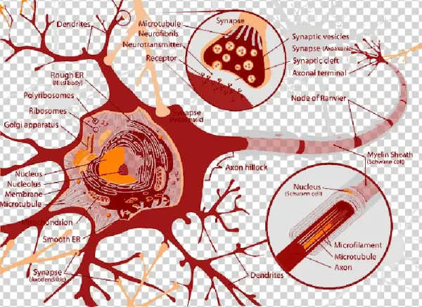Mb Image/png - Congenital Insensitivity To Pain With Anhidrosis Chromosome