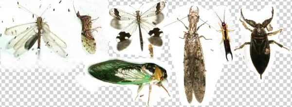 Owlfly, Mantisfly, Antlion