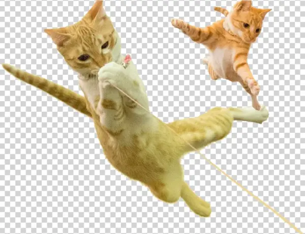 Pon And Yuzu-chan - Yuzu