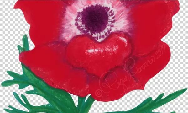 Reflection - Oriental Poppy