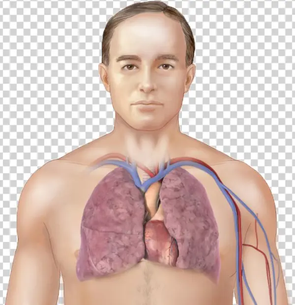 What Is Pulmonary Fibrosis - Meat
