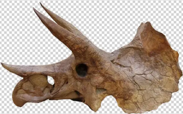 Yale Peabody Triceratops 004trp - Ypm 1822