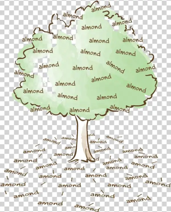 Almonds In The Tree, Amonds On The Ground - Almond Vs Amond