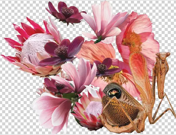 Beauty Resides In The Narrow Space Between Disgust - Celebration Of Life Invitation, Pink & Peach Poppy