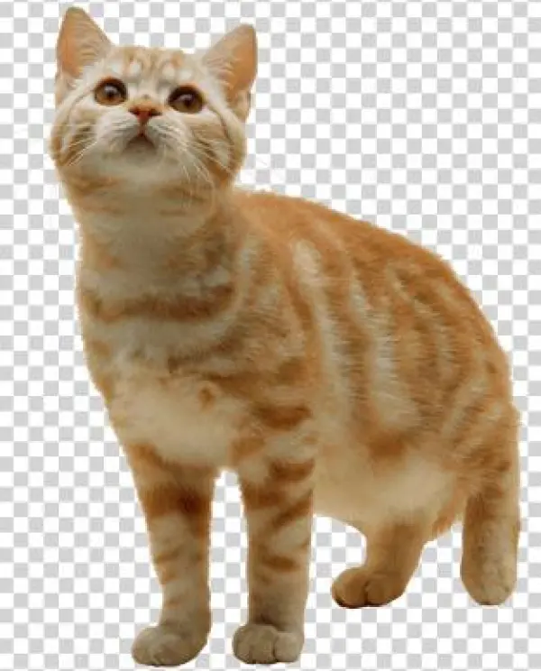 Cats With Transparent Background