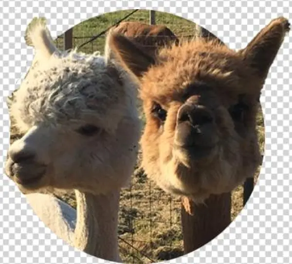 Close-up Of Two Curious Alpacas, One Tan And One Reddish - Brown