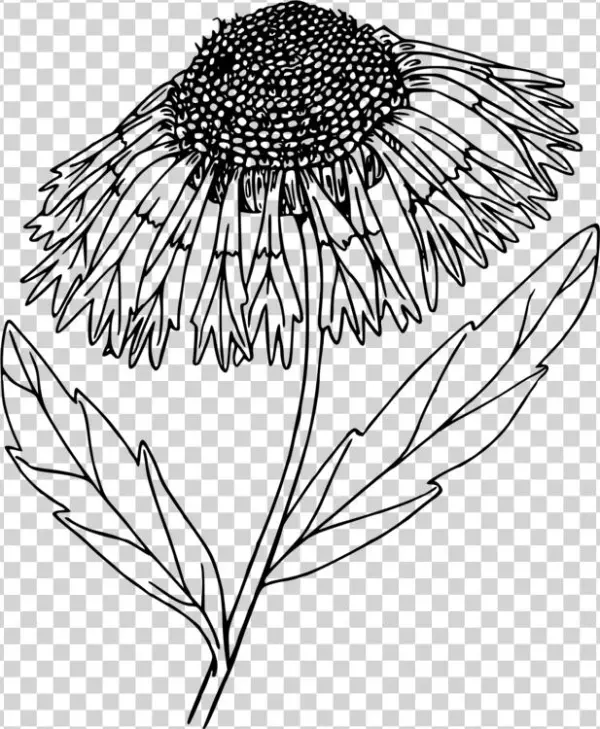 Floral Design Line Art Computer Icons Drawing - Portable Network Graphics