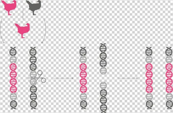 Genedrive-chromosome - Chromosome
