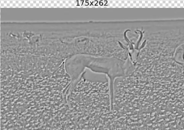 Some Images From The Laplacian Pyramid - Elk