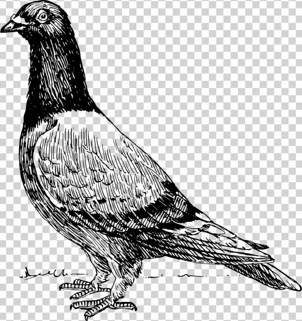 This Free Icons Png Design Of Pigeon 2