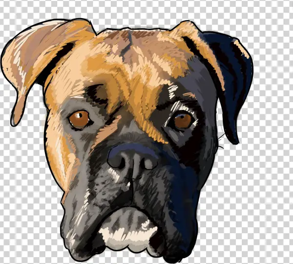 7 Why Are You A Boxer - Boxer