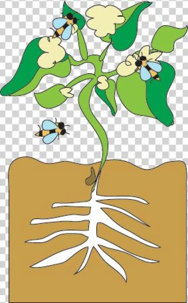 Bean Sprout Growing - Cartoon