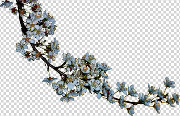 Blossoms Png