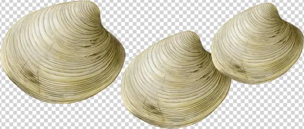 Clams Transparent