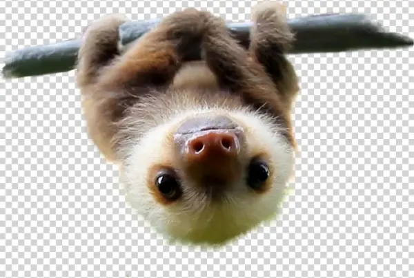 Cute Sloths Pillowcasestwo Sides Printedrectangle Zippered