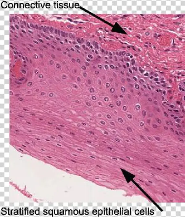 Esophagus Epithelia - Stratified Squamous Epithelium Microscope
