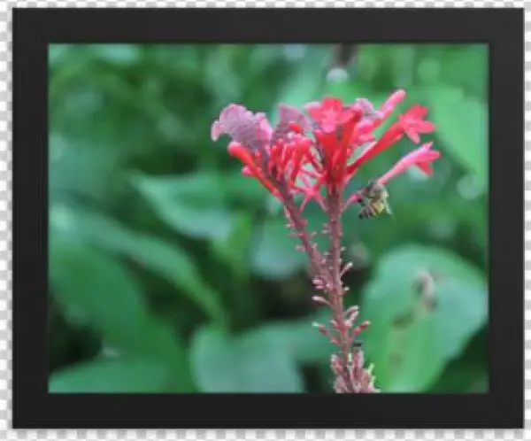 Picture An Out Of Focus Background Filled With Lush, - Canna Lily