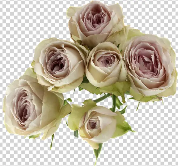 Silver Laceavailable Stem Size - Yellow