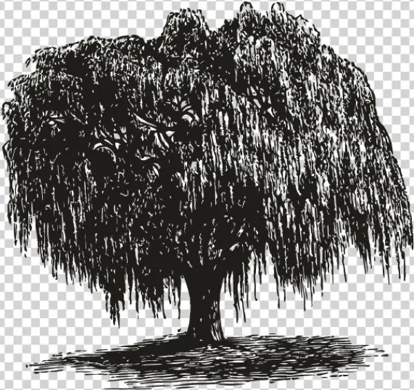 Smock Weeping Willow Motif - Stretched Canvas Print: Brinkman's Weeping Willow Tree