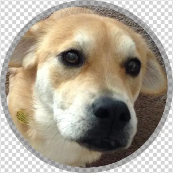 Anabelle - Annabelle