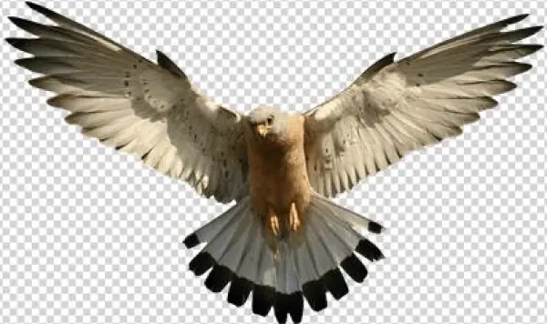 Halcones - Eagle Png