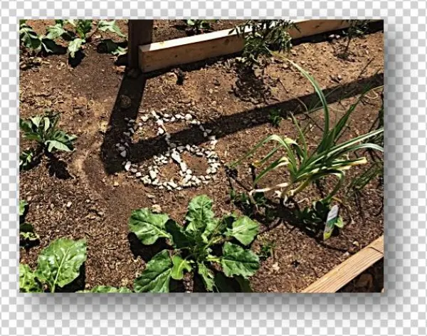 My 5 Tips To Green Your Plate - Plate