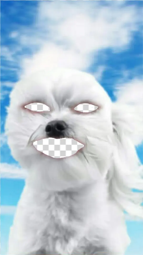 Report Abuse - Maltese