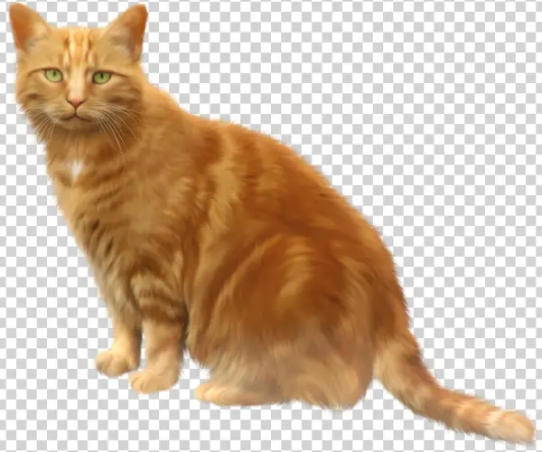 Tabby Cat Png