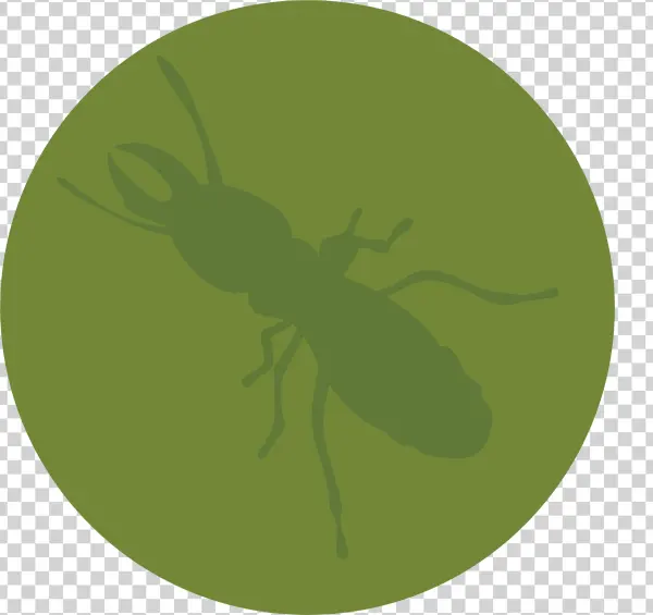 Termite Repair Warranty - Fly