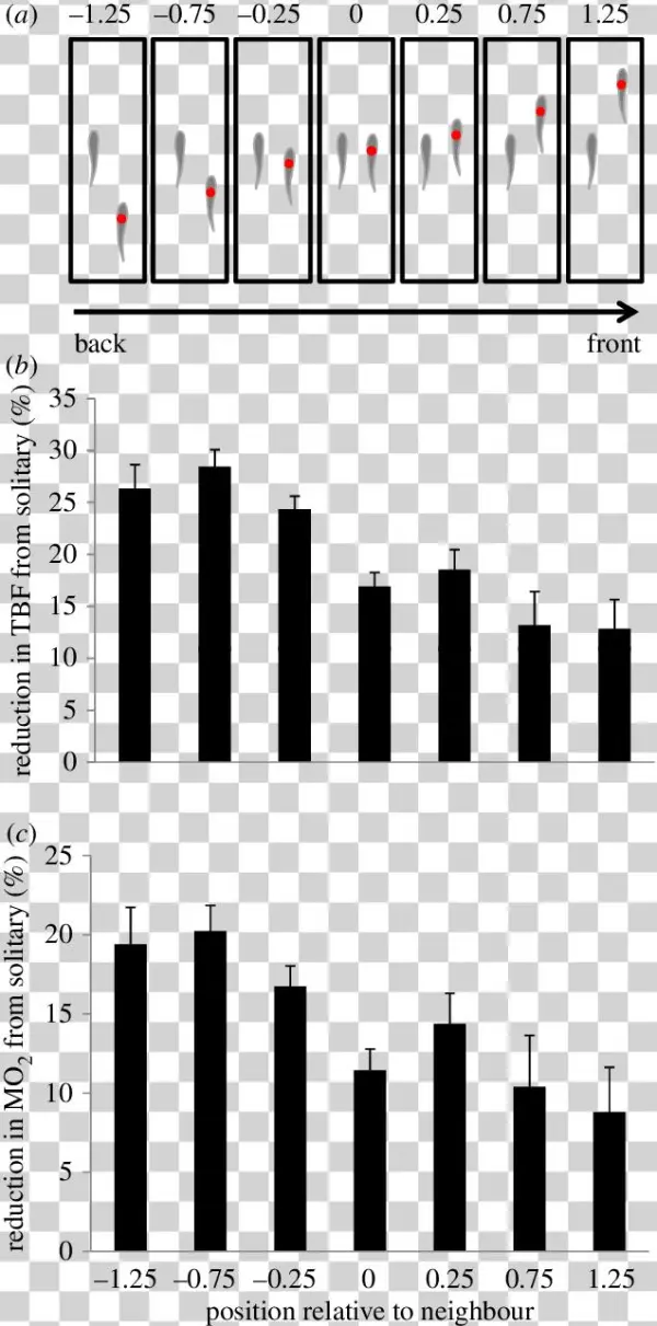 The Hydrodynamic Advantages Of Swimming In A School - School